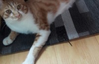 코숏치즈태비9개월된 고양이 분양합니다