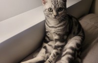 민둥이의 새로운 주인을 찾습니다!