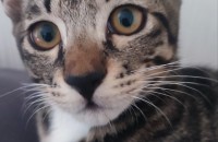 고양이 분양합니다.