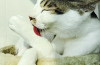 코숏 2살 남아 중성화완료 무료분양합니다