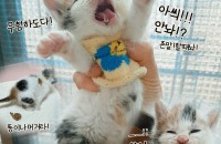 박스채 버려졌던 아깽이 단감이 입양보냅니다