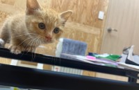 생후 2개월 아기고양이 여자아이 무료분양합니다