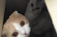 폴드,브숏 (부부)무료분양합니다