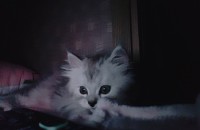 페르시안 3개월 남자애기 분양합니다^^