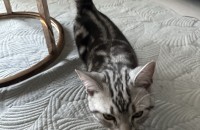 아메숏 남아 분양