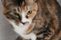 강원도 동해시 고양이 무료분양합니다