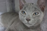 러시안블루 분양합니다