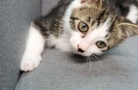 8주된아기냥입니다.