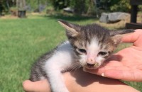 아기고양이 무료분양 합니다.