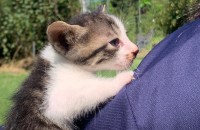 아기고양이 무료분양 합니다.