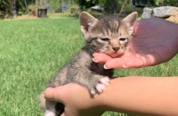 아기고양이 무료분양 양합니다