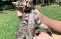 아기고양이 무로분양 합니다.