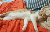 코숏 10개월 남 무료분양합니다(청주)