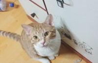 코숏 10개월 남아 무료분양합니다