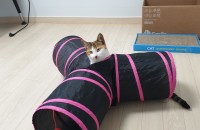 사랑으로 키워주실 가족을 찾아요