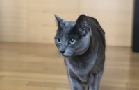 3살 여아 러시안블루의 새가족을 찾습니다.