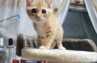 길냥이 무료분양합니다 제발 도와주세요