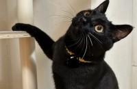 검은고양이 12개월 남아 중성화 완료 3차 접종 완료 심장사상충 완료