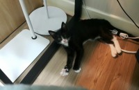 3개월 코숏 수컷 개냥이