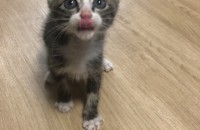 경기도 길고양이 분양해용!