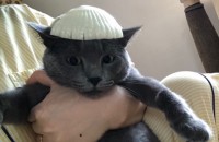 사랑스러운 갈릭이 사랑으로돌봐주실분찾습니다. 중성화 접종완료