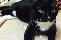귀여운 코숏남아 분양합니다!
