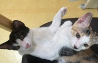 코숏, 생후 3개월 (5월 첫째주 출생추정), 매우건강함 (3차접종 완료)