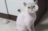 전북 익산 페르시안 무료분양해요