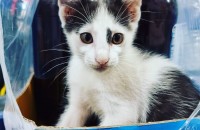 충북단양)고양이 무료분양