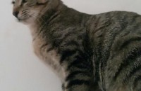 개냥이애교많은 8개월코숏여아 좋은가족찾아요