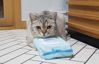 스코티쉬폴드 분양합니다.(5살)