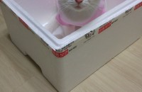 터키쉬앙고라 분양합니다