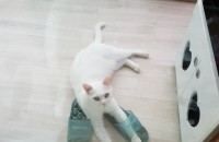 고양이무료분양합니다.