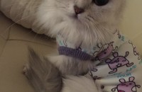 우리 예쁜아이들 잘 키워주실분