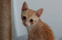 업동이 의라파 치즈냥