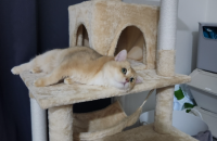 브리티쉬 숏헤어 유기묘 분양합니다