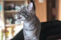 가정묘분양보냅니다(경기도부천)