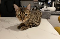 뱅갈고양이 4살 남아 무료분양합니다.