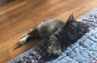 활발한 아기 개냥이 무료분양해요