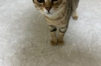 6개월 암컷 , 5개월 수컷 분양합니다.ㆍ