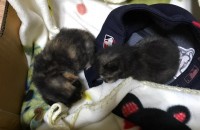 부천시 어미 잃은 2추된 삼색 고양이 두 마리 임시보호중입니다