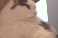 노르웨이숲 2마리 무료 좋은입양처찾아요