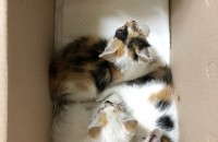 생후 45일 코숏 길냥이 무료분양합니다