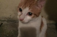 유기고양이 분양