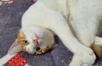 귀여운 아가 분양합니다