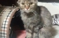 페르시안가족들 대리고가실분?