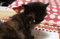 페르시안친칠라 분양합니다