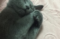 러시안블루 입양보내요 ㅠㅠ ..좋은주인분