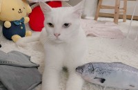 너무 착하고 순한 아이의 가족이 되어주세요♡