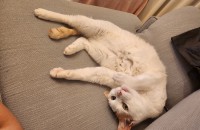 코숏남아(중성화완료) 분양합니다